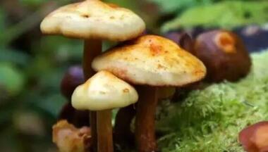  【健康】如何防治食用野生菌中毒